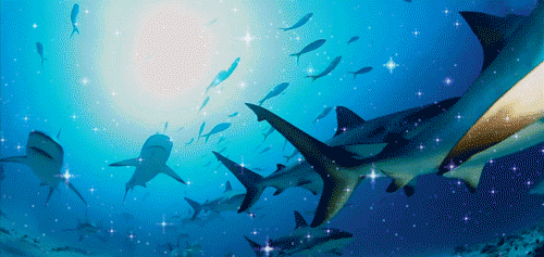 sharks